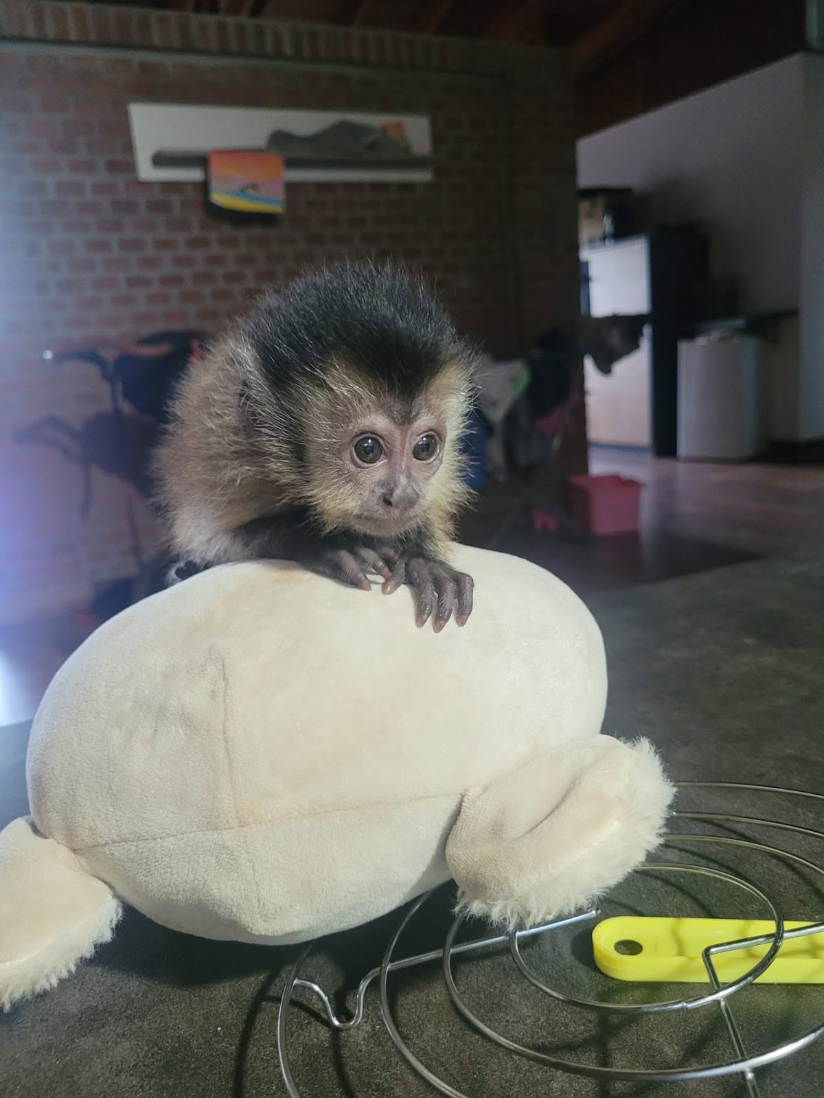 Baby Arnold holding onto a stuffed animal