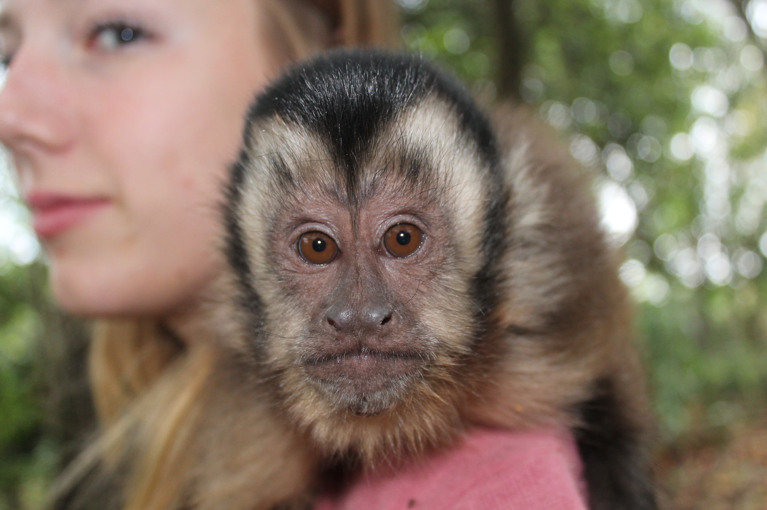 Arnold the baby capuchin monkey, close up portrait