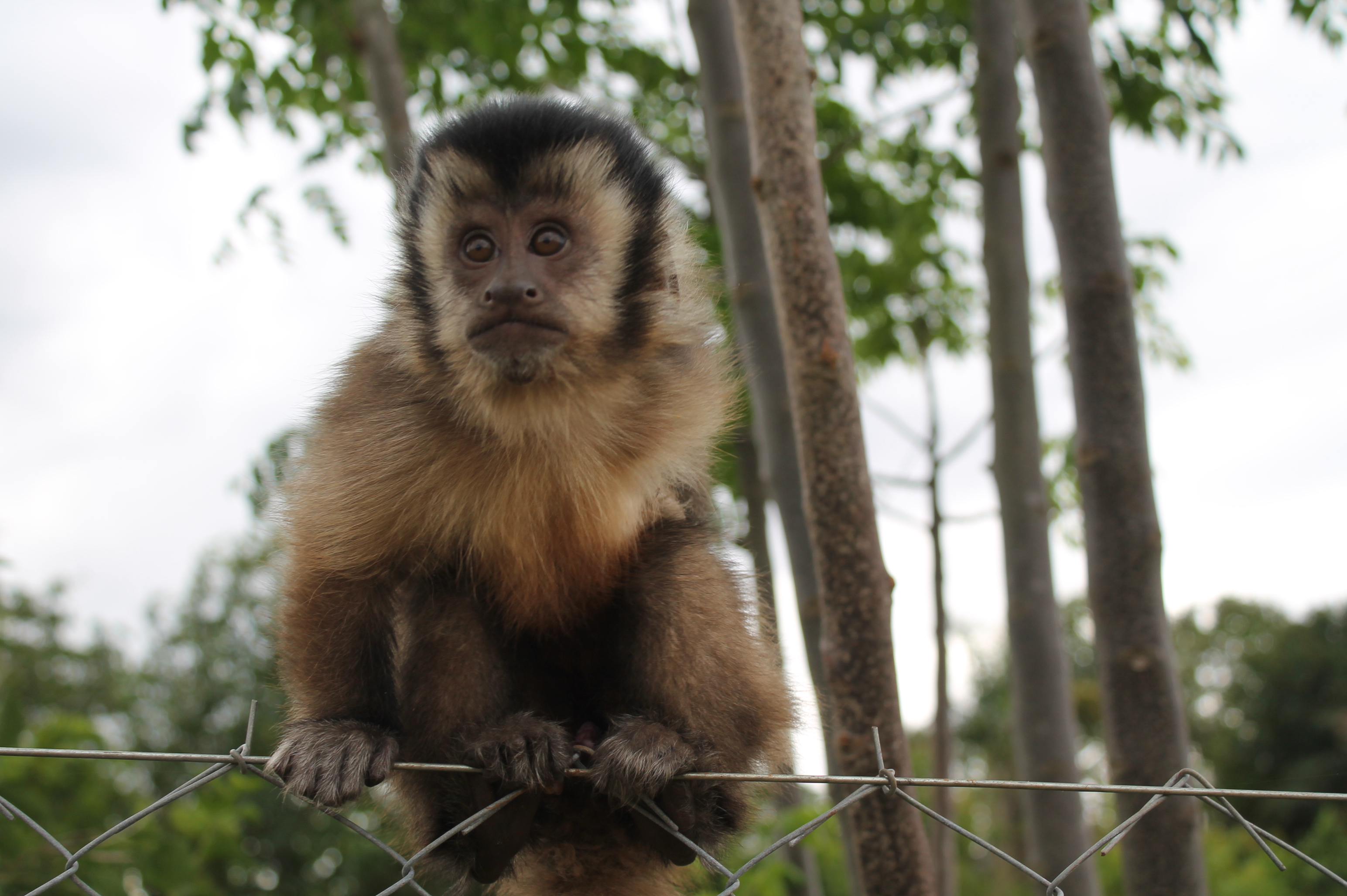Arnold the baby capuchin monkey