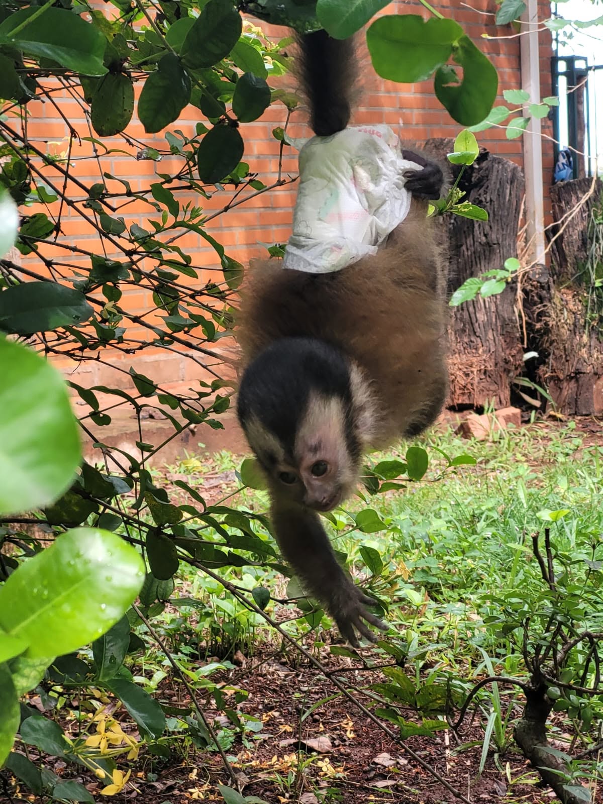 Arnold hanging upside down from a branch